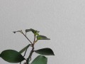 如何选择以榕树为主题的盆景（精选榕树品种，打造别致盆景艺术品）