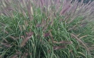 狼尾草的花期（探究狼尾草花期的特点和生态意义）