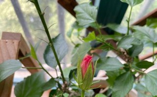 扶桑为何不开花？（探究扶桑不开花的原因。）