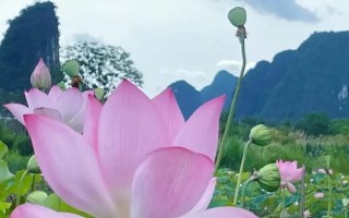 莲花的开花周期（探秘莲花开花的奥秘）