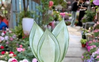 水培美叶哈尼虎皮兰的养殖技巧（打造绿意盎然的室内美景，掌握关键步骤成就成功）