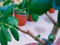 以扦插的玉树如何变得粗壮？（通过合适的管理技巧和环境条件，让玉树健康生长）