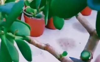 以扦插的玉树如何变得粗壮？（通过合适的管理技巧和环境条件，让玉树健康生长）