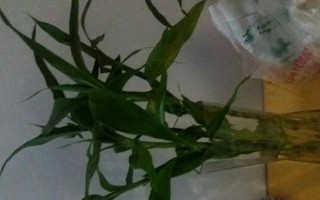 大豆生长环境的喜阳喜阴之争（探寻大豆生长的最佳条件）