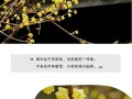 腊梅泡茶的好处与方法（品味四季芬芳，享受健康生活）
