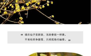 腊梅泡茶的好处与方法（品味四季芬芳，享受健康生活）