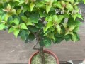 花草施肥过量的处理方法（如何应对过度施肥对花草的影响）