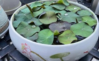 马粪能否直接用于种花？（探究马粪对植物生长的影响及使用注意事项）