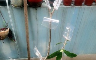 如何正确地嫁接桂花树？（嫁接时间、方法及注意事项）