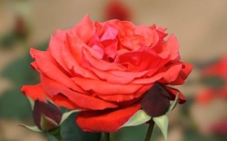 红色月季的花语（揭秘红色月季的象征与寓意）