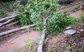 小叶榕树（探索小叶榕树的特点、生态作用与养护方法）