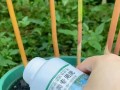竹子的肥料选择（如何为家里的竹子选购合适的肥料）