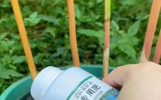 竹子的肥料选择（如何为家里的竹子选购合适的肥料）