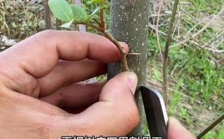 嫁接形成层（实现对齐的关键技巧和步骤）
