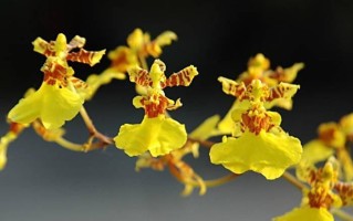 文心兰开花温度探究（揭秘文心兰开花的科学奥秘）