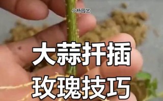 玫瑰花扦插的技巧与注意事项（掌握正确的剪切方式，轻松繁衍出美丽的玫瑰花盆栽）