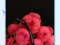 冬天如何养护芍药（芍药的冬季养护技巧）