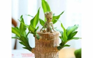 彩虹木的养护指南（打造丰盈多彩的家居景观，彩虹木是你的首选！）