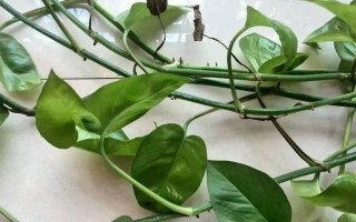 多菌灵浇水对龟背竹的影响（一种高效防治方案的探索）