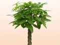 高盆种植指南（选择高盆合适的植物，打造美丽的绿色空间）