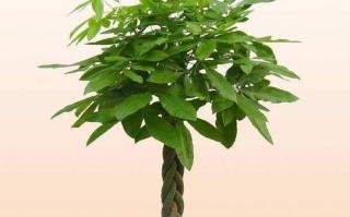 高盆种植指南（选择高盆合适的植物，打造美丽的绿色空间）