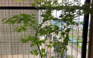 红枫树肥料的选择（如何选购适合红枫树的肥料）
