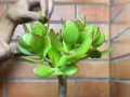 多肉植物干透的全过程（关于多肉植物如何干透的实用指南）