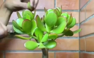 多肉植物干透的全过程（关于多肉植物如何干透的实用指南）