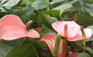 红掌为什么不开花？原因与解决方法详解