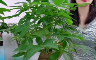 水培发财树的施肥技巧（了解发财树施肥的关键，打造繁茂生长）