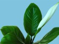 白鹤芋的高度之谜（探索白鹤芋生长的秘密，追求更高的高度）
