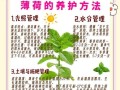 夏季盆景养护技巧之保湿秘籍（室内盆景保湿要点与技巧）