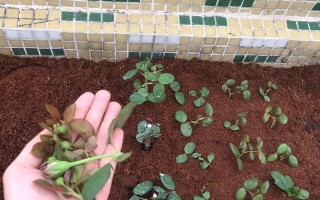 如何正确修剪蓝色风暴月季（完美打理，让花园更美丽）