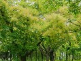 黄栌树——一颗生态环保的绿色之树（探秘黄栌树的生态价值与文化内涵）