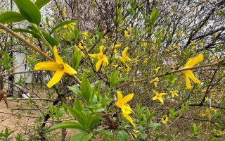 迎春花花语与意义（揭秘迎春花代表的吉祥寓意）