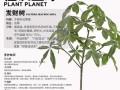 如何养活发财树？（室内发财树养护全攻略）