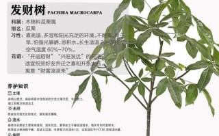 如何养活发财树？（室内发财树养护全攻略）