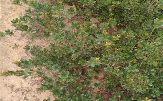 杜鹃可以地栽吗？——探究杜鹃花的种植方法（从土壤到养护，让你成为专业的杜鹃花种植达人！）