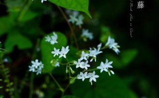 蛾蝶花种植技巧与养护方法（打造盛开如蝶般美丽的花园）