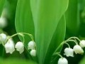 以光为主题的花语（探寻花朵中的光明和希望）