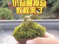 盆景修剪之技巧与方法（打造精美盆景的秘诀与步骤）