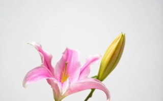 揭秘百合花语的多重寓意（花语深意，唤醒心灵之美）