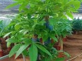 发财树盆栽修枝技巧（打造健康美观的发财树盆栽）