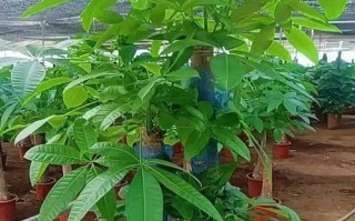发财树盆栽修枝技巧（打造健康美观的发财树盆栽）