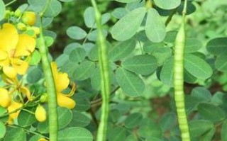 决明子（探寻决明子的生长习性与药用价值）