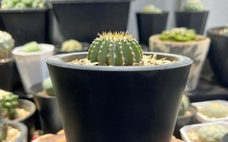 仙人球的插植与繁殖技巧（如何正确插植仙人球并实现繁殖？（）