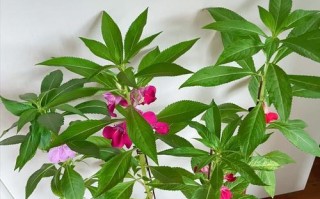 如何繁殖凤仙花（方法、注意事项及技巧）
