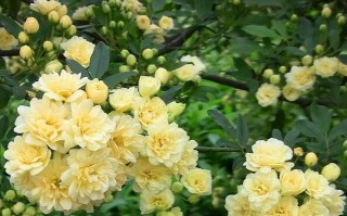 春夏花卉养护全攻略（种植与养护，打造盛夏花园之美）