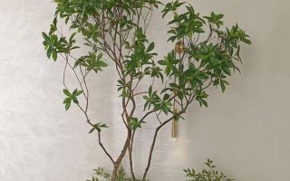 楼梯口植物装饰的艺术