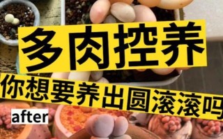 姬月多肉养护指南（轻松掌握姬月多肉的养殖技巧）